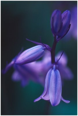 Purple lilys.jpg