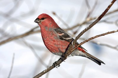 Pine Grosbeak