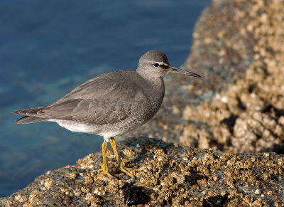 Wandering Tattler