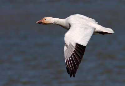 Snow Goose