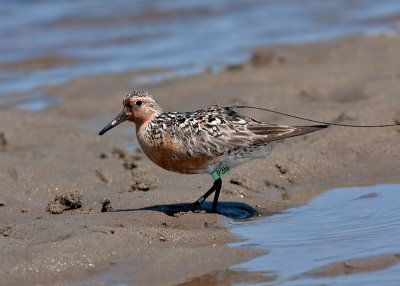 Red Knot (P3M)