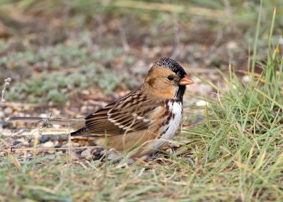 Harris's Sparrow