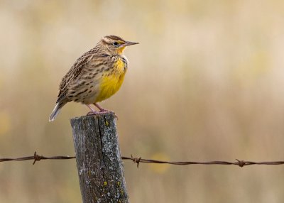 Western Meadowlark