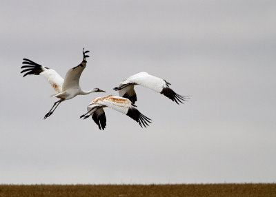 Whooping Crane