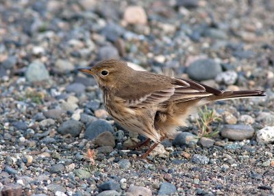 American Pipit