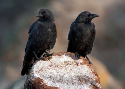 American Crow (Northwestern subspecies)