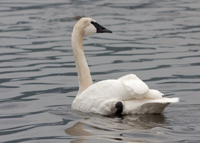 Trumpeter Swan