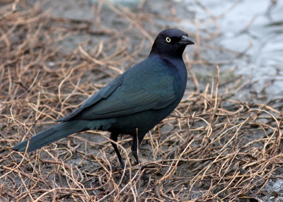 Brewer's Blackbird