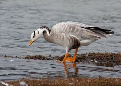 Bar-headed Goose