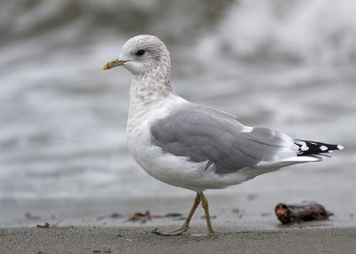 Short-billed Gull