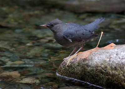 American Dipper