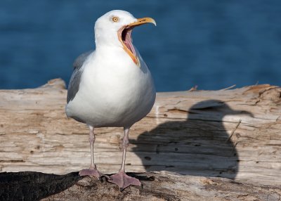 Herring Gull