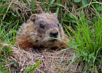 Woodchuck