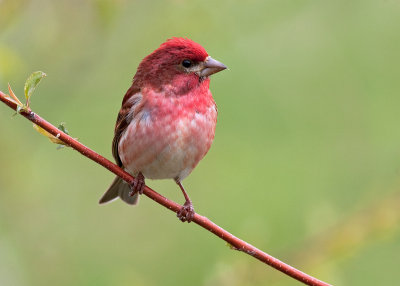 Purple Finch