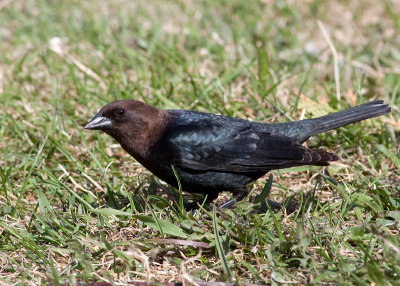 Brown-headed Cowbird