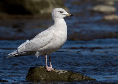 Iceland Gull