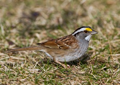 White-throated Sparrow