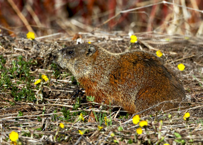 Woodchuck