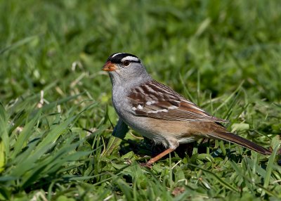 White-crowned Sparrow