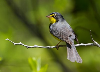 Canada Warbler