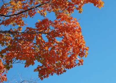 Fall Colours 2