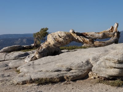 Good old Jeffrey Pine on Sentinel Dome