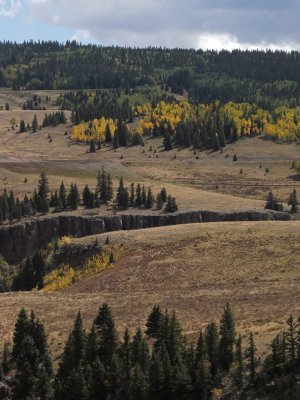 Osier Landscape