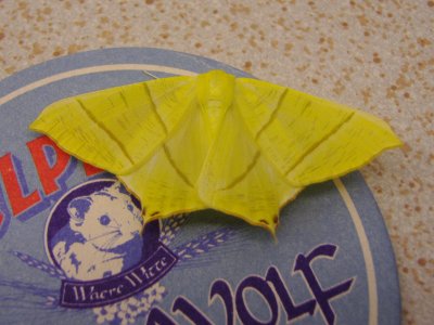 Ourapteryx sambucaria, Swallow-tailed moth