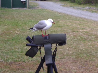 Larus novaehollandiae, Red-billed gull 02