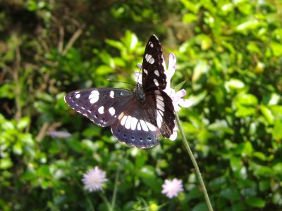 Limenitis reducta, Southern white admiral
