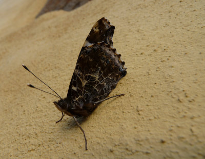 Vanessa indica, Indian red admiral