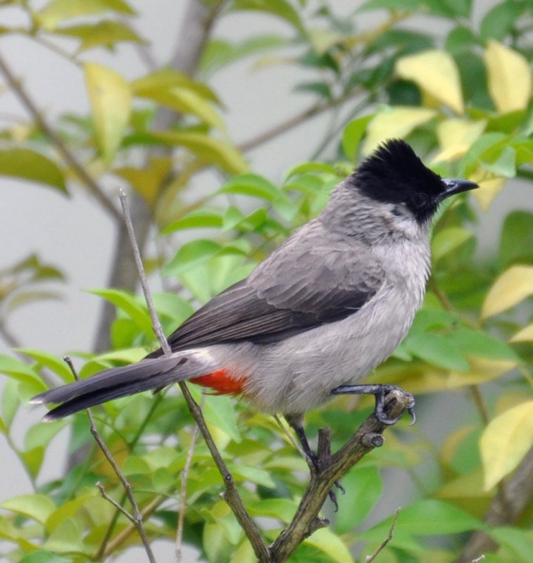 Sooty Headed Bulbul (Pycnonotus aurigaster) Thai name Knok Proad Houy See Kamow