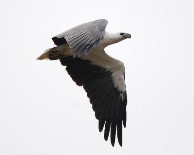 White Bellied Sea Eagle. (Haliaeetus leucogaster) Thai name Nok Awk