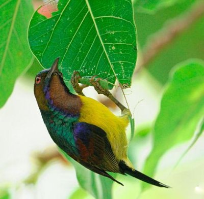 Brown Throated Sunbird. (Anthreptes malacensis) Thai name Nok Ginpee Cawsee Namtan