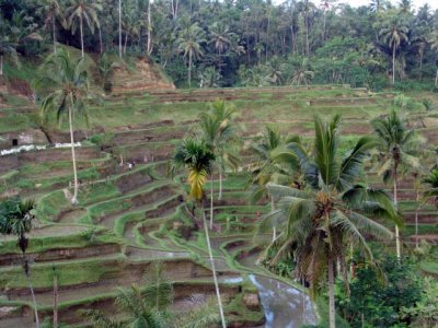 Rice Terraces, Bali