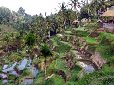 Rice Terraces, Bali