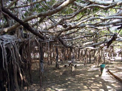 350 year old Banyan Tree