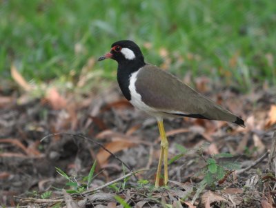 Red Wattled Lapwing (Vanellus indicus)