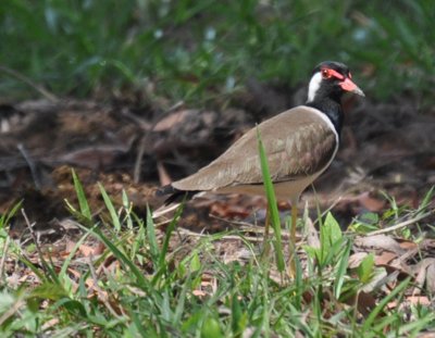 Red Wattled Lapwing (Vanellus indicus)