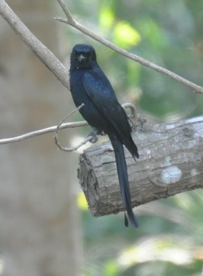 Black Drongo. ( Dicurus macrocerus)