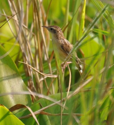 Zitting Cisticola (Cisticola juncidis)