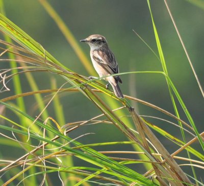 Stonechat (Saxicola torquata)