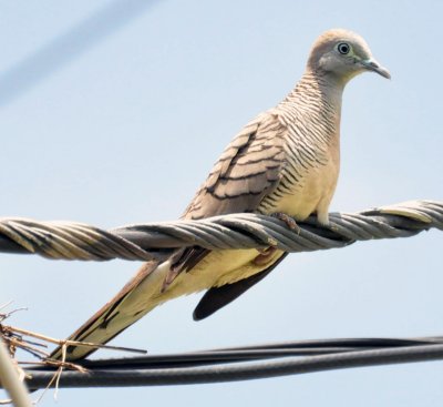 Spotted Dove (Streptopelia chinensis) Thai Name (Nok Cow)