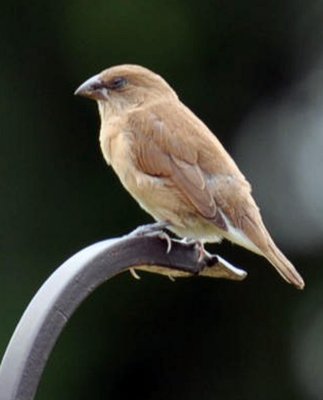 Plain-backed Sparrow(Passer flaveolus) Thai name Nok Grajok Taan