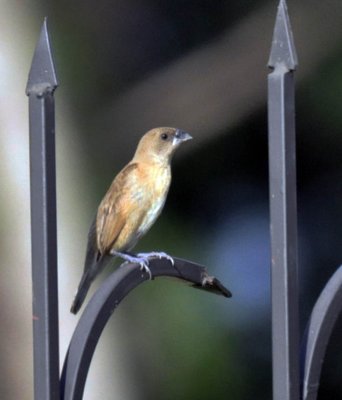 Plain-backed Sparrow(Passer flaveolus)Thai name Nok Grajok Taan