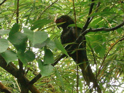 South Americal Birds
