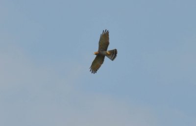 Grey-faced Buzzard (Butastur indicus)