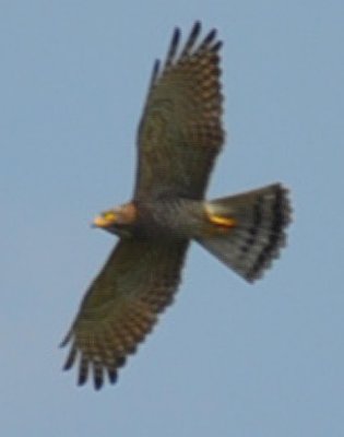 Grey-faced Buzzard (Butastur indicus)