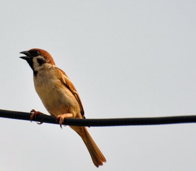 Eurasian Tree-Sparrow. (Passer montanus) Thai Name (Nok Kra Jawk Baan)