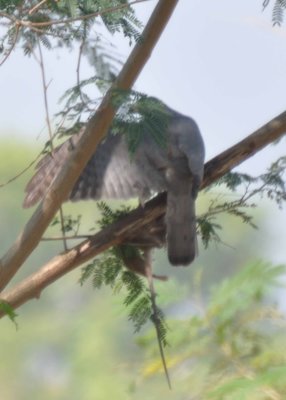 Shikra (Accipiter badius)